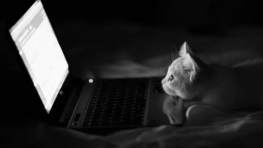 cat using laptop